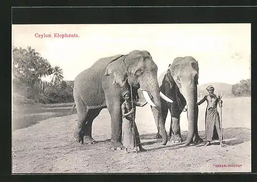 AK Ceylon, Singhalesen mit zwei Elefanten
