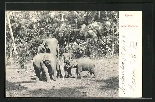 AK Ceylon, Ceylon Elephants, Singhalese mit drei Elefanten