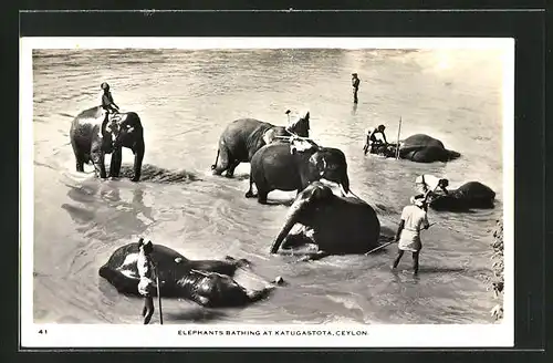 AK Katugastota /Ceylon, Elephants bathing, Badende Elefanten