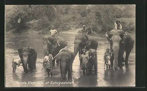 AK Katugastota, Temple Elephants, Tempelelefanten