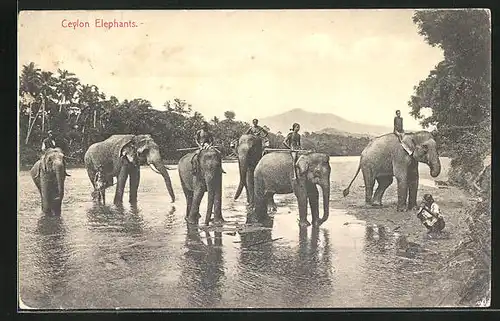 AK Ceylon, Ceylon Elephants, Singhalesen mit Elefanten