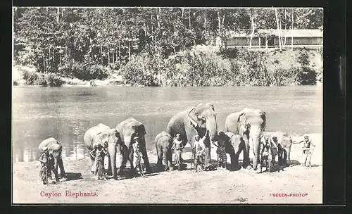 AK Ceylon, Ceylon Elephants, Singhalesen mit Elefanten