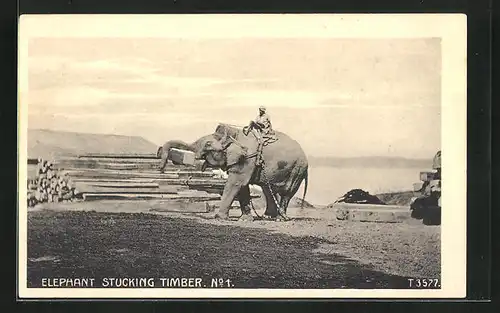 AK Elephant stucking timber, Elefant stapelt Holz