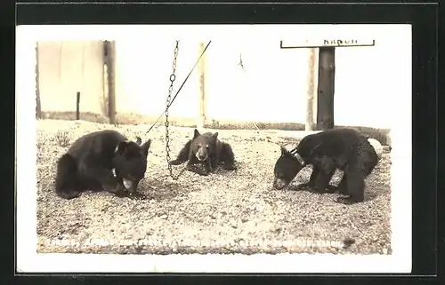 AK Toogle, Google & Woogle at Ed Clark`s Eskimo Sled Dog Ranch