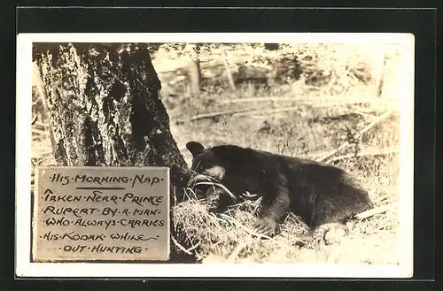 Foto-AK His Morning Nap, Bär schläft unter einem Baum