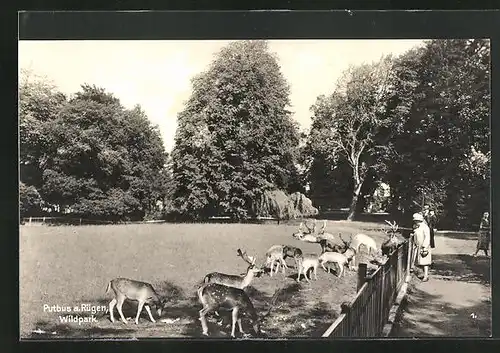 AK Putbus /Rügen, Wildpark mit Tieren