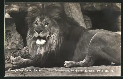 AK Berlin, Zoologischer Garten, Mähnenlöwe im Garten gezüchtet 1924