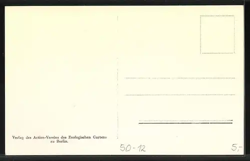 AK Berlin, Zoologischer Garten, Mähnenlöwe im Garten gezüchtet 1924