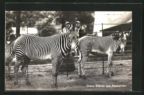 AK Berlin, Zoologischer Garten, Grevy-Zebras aus Abessinien