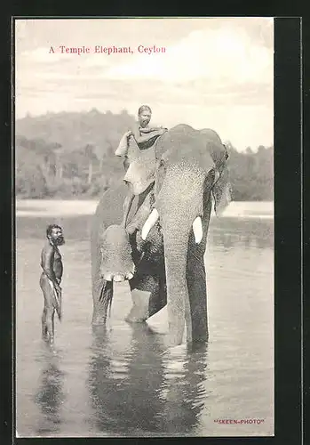 AK Tempel-Elefant aus Ceylon mit seinem Mahut