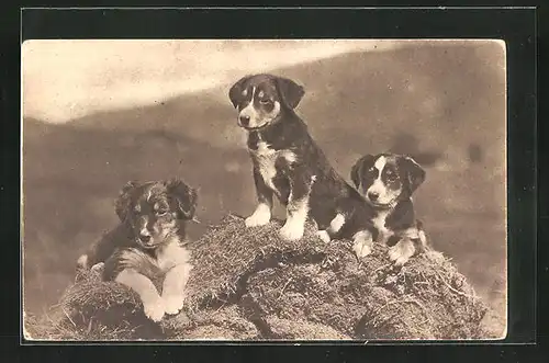 AK Drei Hundewelpen auf einem Hügel