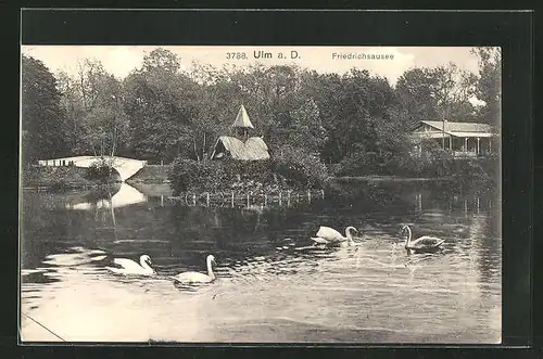 AK Ulm a. D., Schwäne am Friedrichsausee