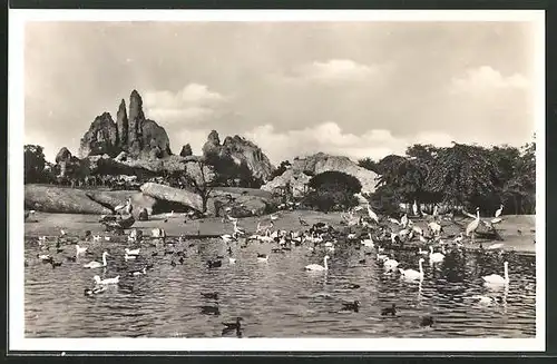 AK Hamburg, Altona-Stellingen, Carl Hagenbecks Tierpark, Grosser vogelteich