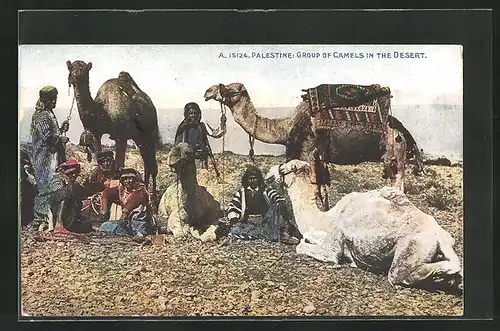 AK Palestine, eine Gruppe Kamele in der Wüste