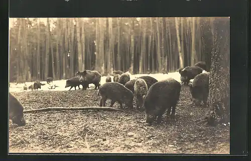AK Waldpartie mit Wildschweinen