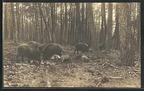AK Wildschweine, Waldpartie mit kleinen Ferkeln