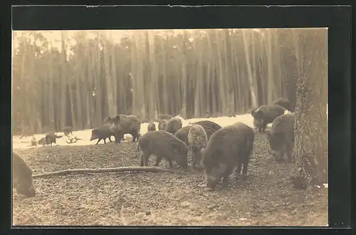 AK Wildschweine, beim Fressen im Wald