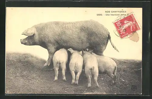 AK Schwein, Muttertier mit Ferkeln