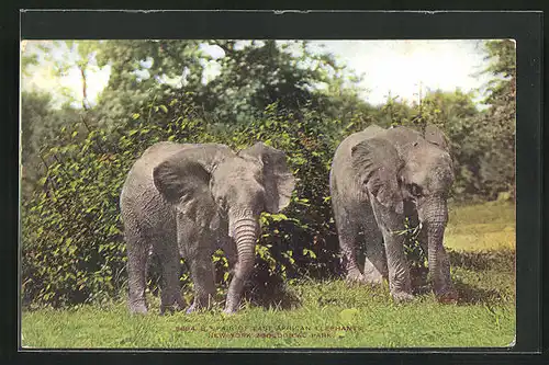 AK New York, Zoological park, East Africans Elephants