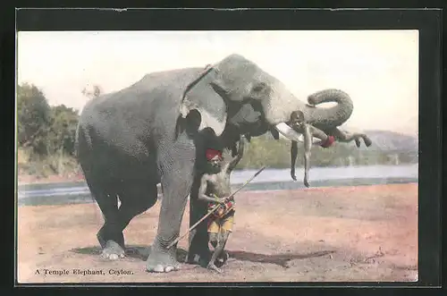 AK Ceylon, a Temple Elephant