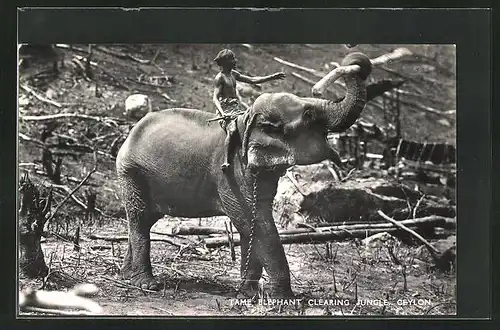AK Ceylon, Tame Elephant clearing Jungle