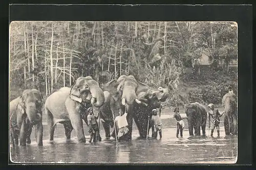 AK Elefanten, beim Bad im Fluss
