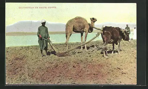 AK Egypte, Cultivateur en Haute, Kamel und Ochse am Pflug