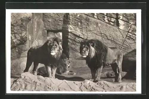 AK Hamburg, Carl Hagenbecks Tierpark in Altona-Stellingen, Berberlöwen in der Löwenschlucht