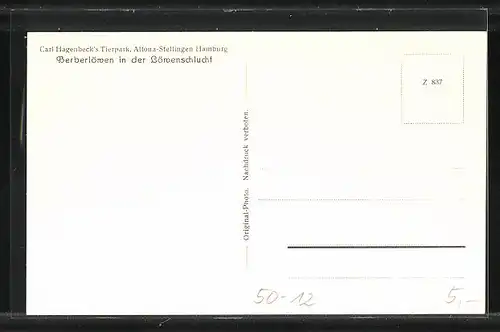 AK Hamburg, Carl Hagenbecks Tierpark in Altona-Stellingen, Berberlöwen in der Löwenschlucht