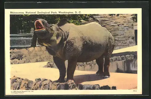 AK Washington D.C., National Zoological Park, ein Nashorn