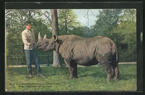 AK New York, Zoological Park, two horned African Rhinoceros