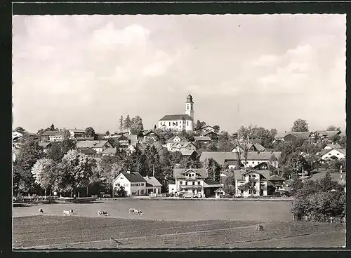 AK Hohenschäftlarn b. München /Isartal, Teilansicht mit Geschäften & weidenden Kühen