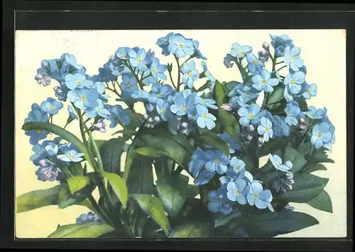 Künstler-AK Photochromie Nr. 984: Vergissmeinnicht in voller Blüte