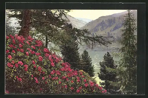 Künstler-AK Photochromie Nr. 778: Rhododendron ferrugineum