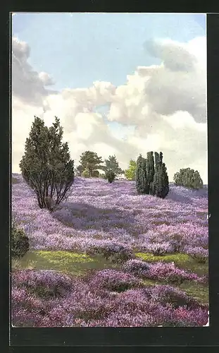 Künstler-AK Photochromie Nr. 4966: Heidelandschaft in der Blüte