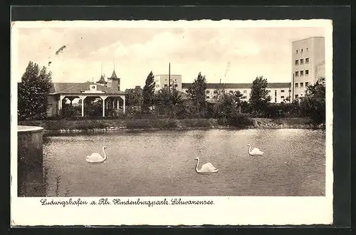 AK Ludwigshafen a. Rh., Hindenburgpark, Schwanensee