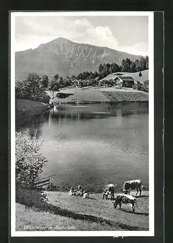 AK Wössen, Wössnersee, Kuhweide am See mit Hochplatte