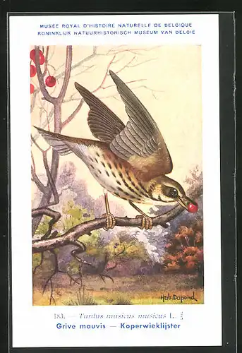 Künstler-AK Hubert Dupond: Singdrossel, Turdus musicus musicus