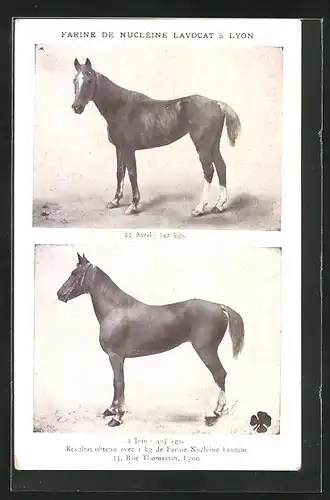 AK Lyon, Reklame für Farine de Nucléine Lavocat, Zwei Pferde im Vorher-Nachher-Vergleich