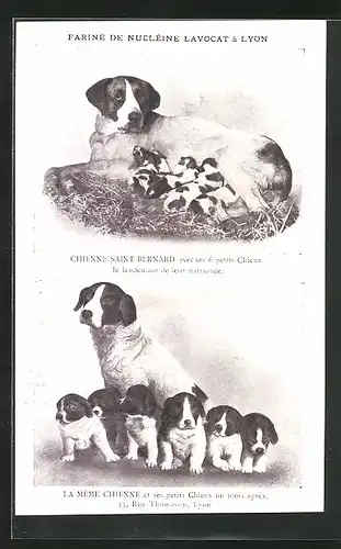 AK Lyon, Reklame für Farine de Nucléine Lavocat, Hundewelpen im Vorher-Nachher-Vergleich
