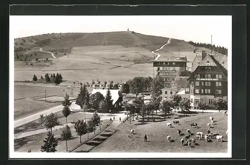 AK Feldberg im Schwarzwald, Kuhherde auf der Wiese am Hotel Feldbergerhof