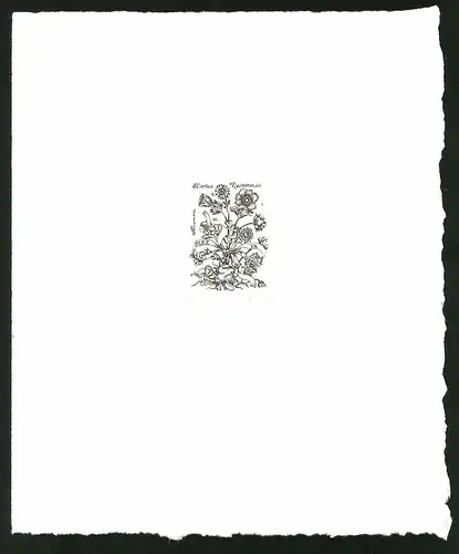 Exlibris von Hortus Eystettensis für Elke Lang, Blume