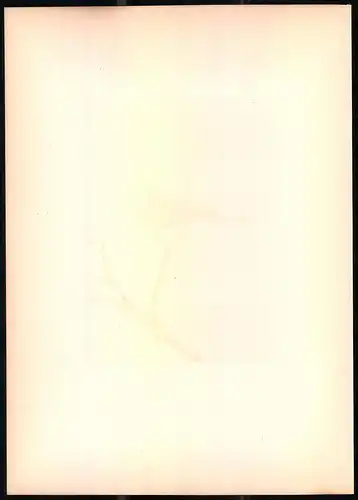 Lithographie Die Sumpfmeise, montierte Farblithographie aus Gefiederte Freunde von Leo Paul Robert 1880, 28 x 39cm