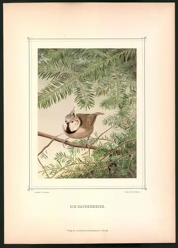 Lithographie Die Haubenmeise, montierte Farblithographie aus Gefiederte Freunde von Leo Paul Robert 1880, 28 x 39cm