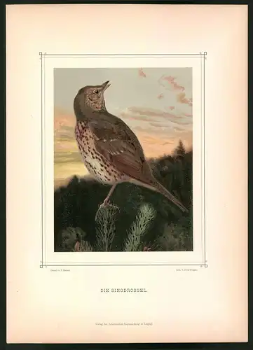 Lithographie Die Singdrossel, montierte Farblithographie aus Gefiederte Freunde von Leo Paul Robert 1880, 28 x 39cm