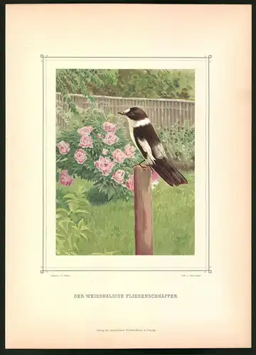 Lithographie Der Weisshalsige Fliegenschnäpper, Farblithographie aus Gefiederte Freunde von Leo Paul Robert 1880