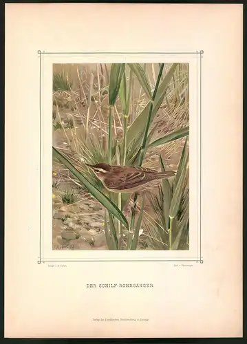 Lithographie Der Schilf-Rohrsänger, montierte Farblithographie aus Gefiederte Freunde von Leo Paul Robert 1880