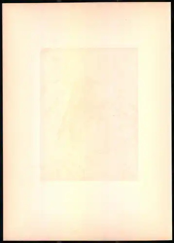 Lithographie Der Schilf-Rohrsänger, montierte Farblithographie aus Gefiederte Freunde von Leo Paul Robert 1880