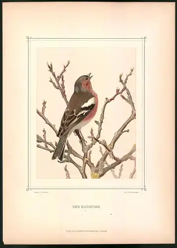 Lithographie Der Buchfink, montierte Farblithographie aus Gefiederte Freunde von Leo Paul Robert 1880, 28 x 39cm
