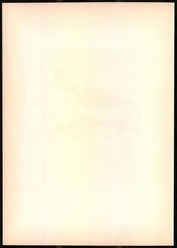 Lithographie Der Haussperling, montierte Farblithographie aus Gefiederte Freunde von Leo Paul Robert 1880, 28 x 39cm